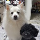 멍루랄라 이미지