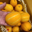 세영농장 | 💛세영농장💛 성주참외 후기(농라)