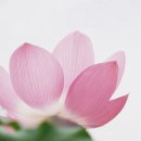 6235, 10, 서방정토상품상생연화대에서 수련하다.. 이미지