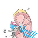 멘파워비뇨기과 이미지