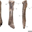 사우로 R | 북미서 거대한 공룡 정강이뼈 발견…초기 티라노사우루스류 추정