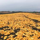 춘삼월목장 이미지