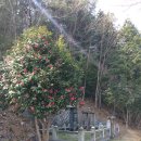 정용균 효행문서 및 정려비 이미지