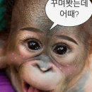 쉐리로그