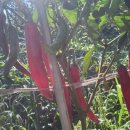 나금이네 이미지