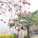 연지못 Daum카페