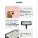강아지 죽은털 제거 브러쉬 추천, 실버라인펫 블랙라벨 내돈내산 후기