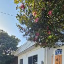 제주도조용한게스트하우스산방산 | 제주도 조용한 게스트하우스 산방산점 1인 숙소