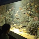 반디랜드 곤충박물관 전시실 이미지