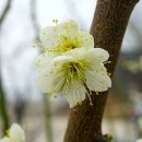 죽청마을 이미지