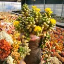 거북농장 이미지