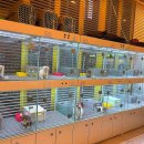 광주 고양이분양 브로스펫 이미지