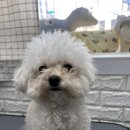 언니네 펫 이미지