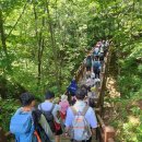 야생화길 | ● 인제 대암산 용늪 야생화길 트레킹 후기