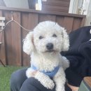 애견천국 | 댕댕이 천국! 청라 애견 동반 카페 오미네 커피 방문 후기 🐶☕️