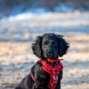 [1급과정] 반려동물관리사 1급 이미지