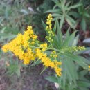 인창중앙공원 이미지