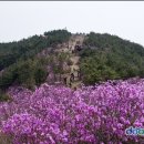 4월10일(일) 창원 천주산 산행 이미지