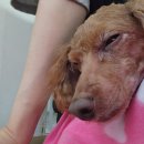 피터펫카페 가덕도점 이미지