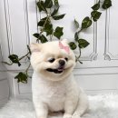 엔젤라독 이미지