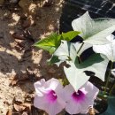 비내길 2구간 이미지