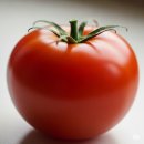 토마토 이미지