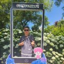［충남 공주］ 유구 색동 수국 정원 공주 가볼 만한 곳