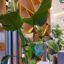 카페드마티네키친