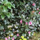 신촌마을길 이미지