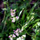 숲속에향기 이미지