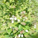 피네농장 이미지