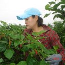 인숙농장 이미지