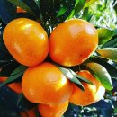 사랑농장 이미지