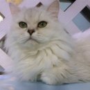 달과고양이 이미지