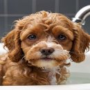 서경석동물병원 이미지