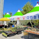 철원고석정꽃밭, 일산호수공원, 영광불갑산상사화, 태안 청산수목원 9월 꽃축제 입장료, 주차 이미지