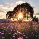 안씨고집 이미지