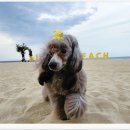 #아름답개 이미지