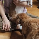 리틀파우스 | 김포강아지교배출장은 전문가에게!