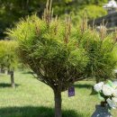 갈월공원 이미지