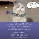 고양이 주택 | 배곧실내데이트 배곧핫플 고양이주택 방문후기