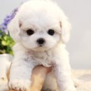 울산 제이앤독 애견샵 이미지