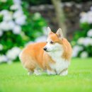 제주코기네 이미지