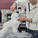 애견미용 이미지