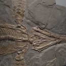 진양특수가스 | 중생대 트라이아스기(Triassic Period)