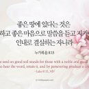 오늘의 '영어성경 사진'(617강) “좋은 땅위에 있는 씨앗”(누가복음 8장 15절) 이미지