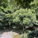 대바우가든 이미지