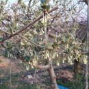 황금빛농장 이미지