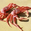 울진대게 이미지