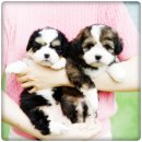 유어펫 라운지 강아지분양 이미지